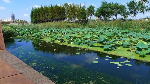 纳嘉定四大湿地公园森林涵养,上海院子•雅院坐拥全上海最大